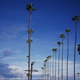 Untitled (Blue -- Palm Trees, Sky)